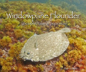 Windowpane Flounder